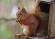 Get back to nature when camping on the Isle of Wight - a squirrel on the caravan site