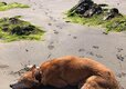 Little Trevothan - Dog Friendly 3