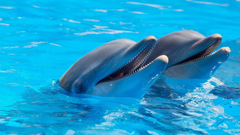 A pair of dolphins - <i>A pair of dolphins</i>