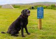 Dog agility-82