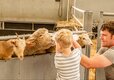 Adam Henson's Cotswold Farm Park Cheltenham, Gloucestershire