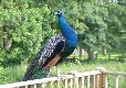 Photo of the peacock near the park