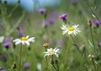 Wild flowers