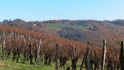 Vineyards_in_Jurancon_region_of_southwest_France