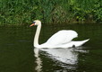 Swan on Ponds at Ballyness