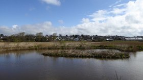 Pool and island in the nature reserve by Bude Canal  (© © Copyright David Smith (https://www.geograph.org.uk/profile/708) and licensed for reuse (https://www.geograph.org.uk/reuse.php?id=4918249) under this Creative Commons Licence (https://creativecommons.org/licenses/by-sa/2.0/).)