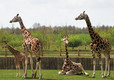 Giraffe House & Zarafa Heights Walkway