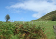 Woodlands Caravan Park Devils Bridge, Aberystwyth