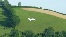 Artistic cattle on Llangunnor Hill (© Nigel Davies [CC BY-SA 2.0 (https://creativecommons.org/licenses/by-sa/2.0)], via Wikimedia Commons (original photo: https://commons.wikimedia.org/wiki/File:Artistic_cattle_on_Llangunnor_Hill_-_geograph.org.uk_-_1336582.jpg))