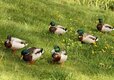 6 drakes
